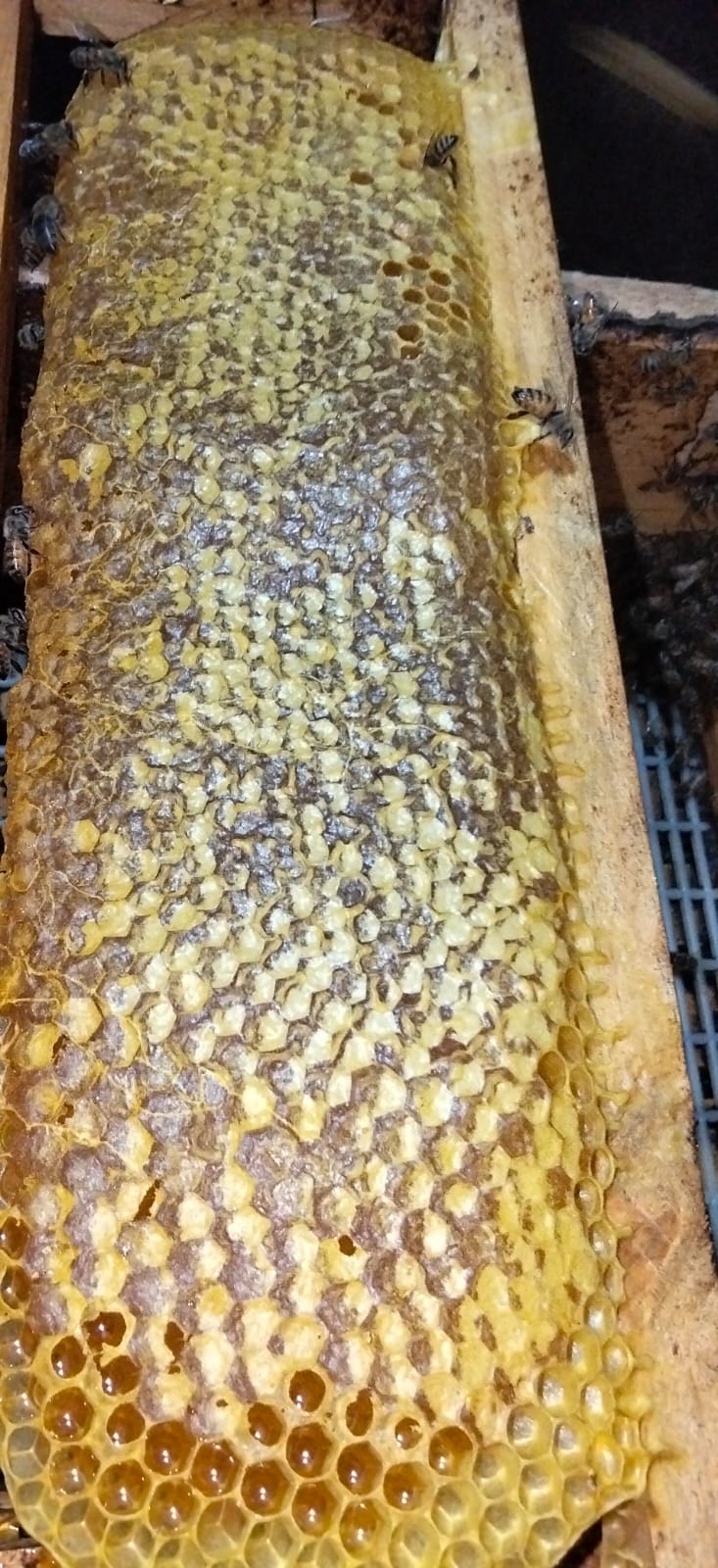 Raw Comb Honey (1kg)